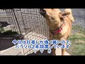 『保護犬』犬と猫専用の草をあげてみたら．．．