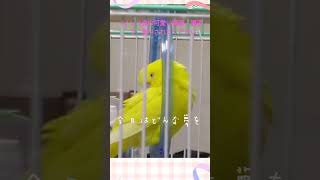 #birds 可愛いインコ達の寝顔、寝姿で、癒やされてください❤️