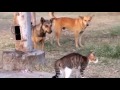 brave cat vs dogs one cat and five dogs guess who wins.