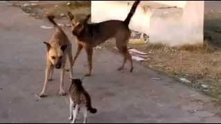 Brave Cat vs dogs/ one cat and five Dogs, guess who wins.