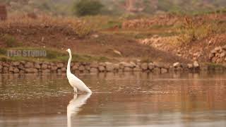 வெள்ளை நிற பெரிய நாரை மீனை தேடி ஆற்றில் திரியும் மிக அழகான வீடியோ