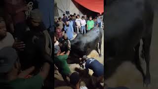 Eid-ul-adah #liyari #cows #animals #shujasyed #cowfarm #short #shorts #vlog #jdc #eid #cow #yt