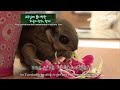 천연기념물 하늘다람쥐가 새끼들을 살리기 위해 한 일ㅣflying squirrel that attends school with humans