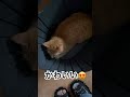 お風呂を付けに行ったら… 猫 cat かわいい 洗濯かご