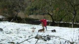 Sara bucólica con perros