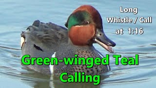 Green-winged Teal Duck Calling | Call Sound \u0026 Whistle @ North Pond Lincoln Park Chicago 4/4/2021【4K】