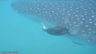 Bird Eats Whale Shark's Fishes - Must See! - Incredible!