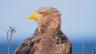 Sneaking up on the white-tailed sea eagle on the cliff