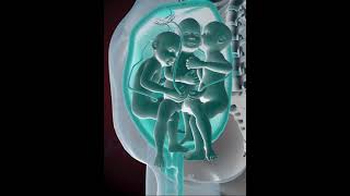 PRECIOUS MOMENTS OF TRIPLETS INSIDE THE WOMB (3D ANIMATION)