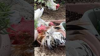 鉢の中で砂浴びをするにわとりRoosters taking a sand bath in a pot#ニワトリ #チャボ #癒し #backyardchickens #funnyanimal