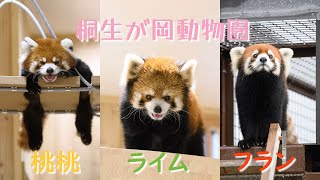 22.09 桐生が岡動物園 レッサーパンダ の 桃桃 ライム フラン