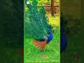 our national bird peacock ..... আমাদের জাতীয় পাখি ময়ূর। video anu and suvo kitchen vlog...