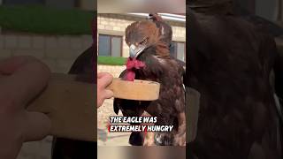 This golden eagle was rescued by a kind family, and they raised it with care #rescue #eagle