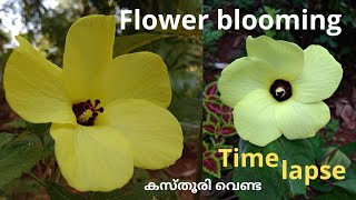 flower blooming, kasthuri venda flower, time lapse