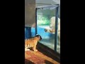 the tiger met the polar bear