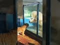 The tiger met the polar bear