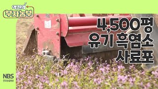 [역전의부자농부 242회] 4,500평 유기 흑염소 사료포