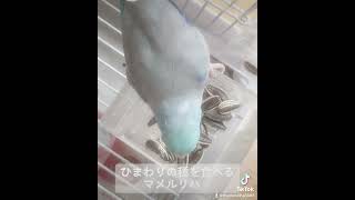 【マメルリハ】毎日ひまわりの種を食べるラリマーちゃん #parrotlet #shorts