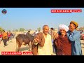 26 december 2024 mandi update pakistan ki badi cow 🐄 mandi سردیوں کی وجہ سے ریٹ انتہائی مناسب ہوگئے