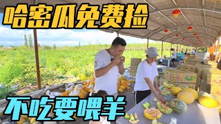 8月份的新疆，戈壁滩上的哈密瓜免费捡，拿着麻袋装回家喂羊【家和远方的旅行】