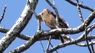 Immature Grey faced buzzard