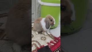 The cutest rabbit in the world is mine #animal #animals #cute #pet #pets #rabbits #rabbit