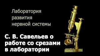 С. В. Савельев о работе со срезами в лаборатории