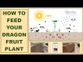 How to Feed Your Dragon Fruit Plants (What Type of Fertilizer, When to Apply, How Much, and How)?