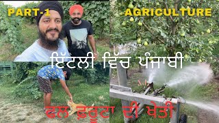 PART-1 ਖੇਤੀਬਾੜੀ ਫਰੂਟ ਗੱਬੂਗੋਸ਼ੇ PUNJABI IN ITALY WORK HARD @italywalyjattlife