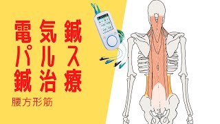 腰の痛みに❗️腰方形筋の電気鍼