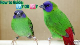 Birds | Blue Faced Parrot Finch (erythrura trichroa) | How to know if its Male ? or Female ?