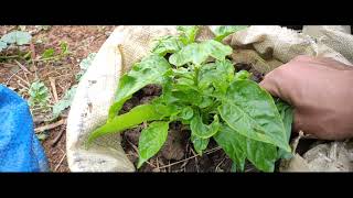 King chilli plants After rain // u-morok pambi.. Manipur, India