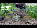 前編【琵琶湖博物館 水族館編】これを見てから行けばより楽しめること間違いなし！