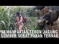 Pemanfaatan Tebon Jagung Sumber Serat Pakan Ternak