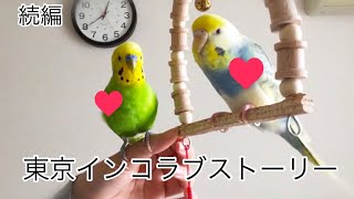 東京セキセイインコラブストーリー続編♡おしゃべりインコサァとミィの恋愛ドラマ♪待望の続編完成。