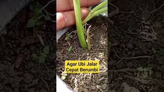 Tips Sukses Budidaya Ubi Jalar #berkebun #pertanian #sweetpotato #tanaman #pemangkasan #agriculture