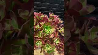 红富士 多肉植物法师 succulents