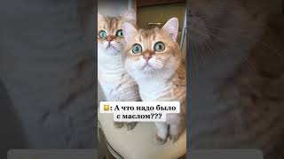 Удивительные животные !!!! #кошки