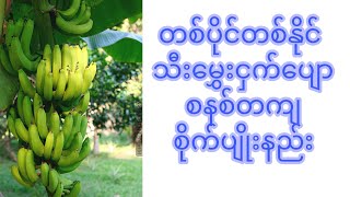 တစ်ပိုင်တစ်နိုင် သီးမွှေးငှက်ပျော စိုက်ပျိုးနည်း