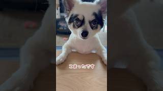 【愛犬】事件です！ #チワワ  #犬のいる生活  #いぬ  #chihuahua  #shorts