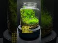 moss terrarium ～2204 4～ コケリウム shorts terrarium 苔テラリウム 苔 moss