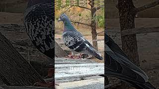 #karerangkalapate #kalapatids #racingpigeon