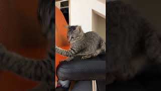 椅子の上にいる子猫だけ Just a kitten on a chair #cat #shorts