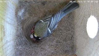 Kohlmeisen NestCam Live