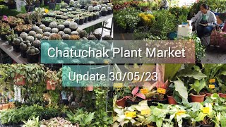 Walking at Chatuchak Plant Market in Bangkok Thailand, ตลาดต้นไม้จตุจักร จตุจักร​ต้นไม้​ เริ่ม10บาท