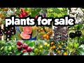 plants for sale||sera's gardens||03-12-24