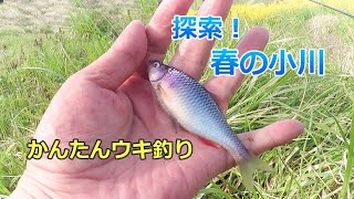 Froat fishing in a stream I was able to catch a beautiful Tanakia lanceolata [micro fishing]