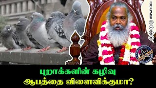 புறாக்களின் கழிவு ஆபத்தை விளைவிக்குமா? #sivayogi #yogakudil