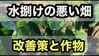 【水捌けの悪い畑】改善策と適した作物【家庭菜園・新規就農】