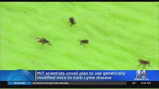 MIT Scientists Unveil Plan To Use Genetically Modified Mice To Curb Lyme Disease